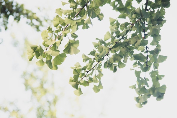 Ginkgo Leaves Dream 1