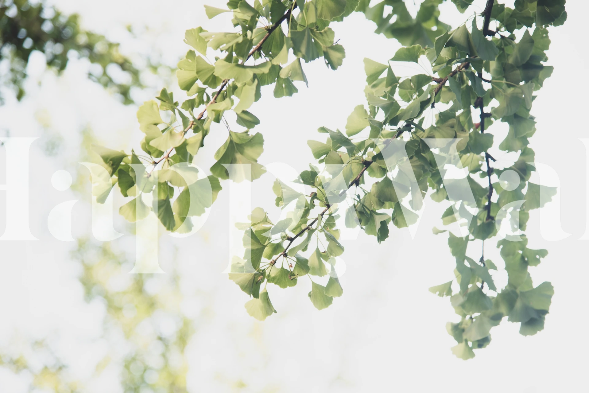 Ginkgo leaves on branches in soft green tones wallpaper