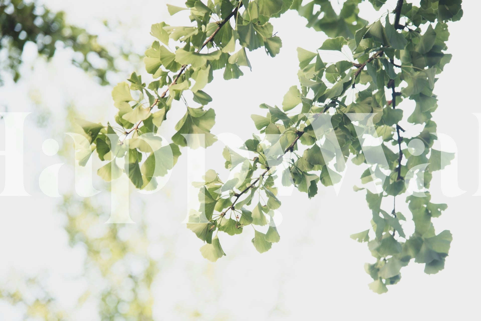 Ginkgo leaves on branches in soft green tones wallpaper
