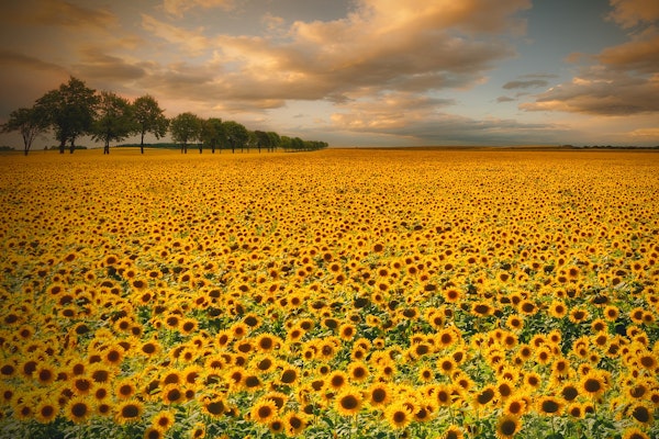 Sunflowers