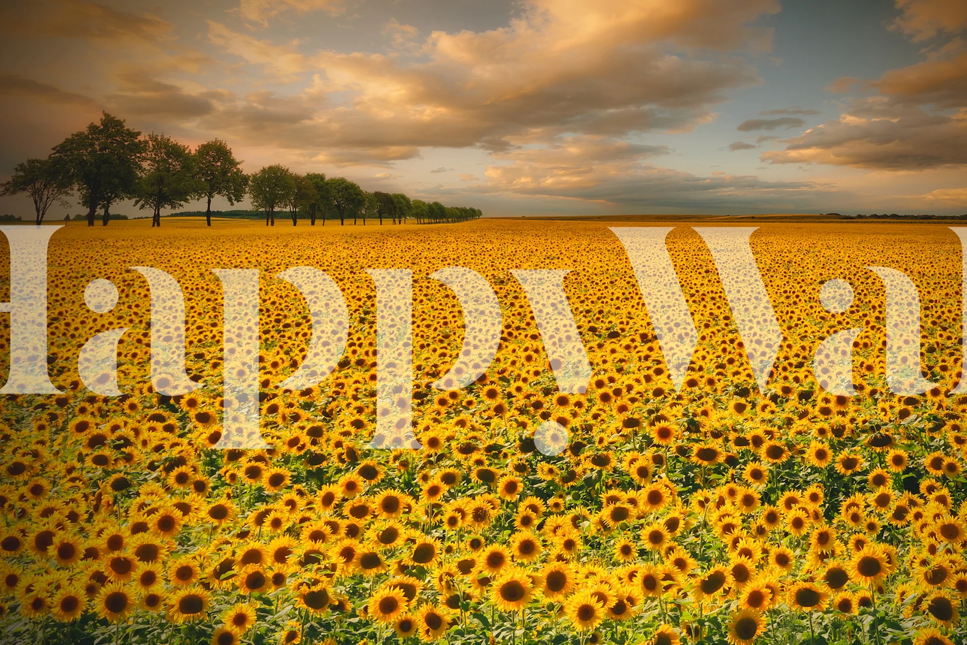Field of sunflowers with lush green leaves and blue sky wallpaper