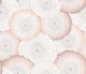 Blush Floral Line Art