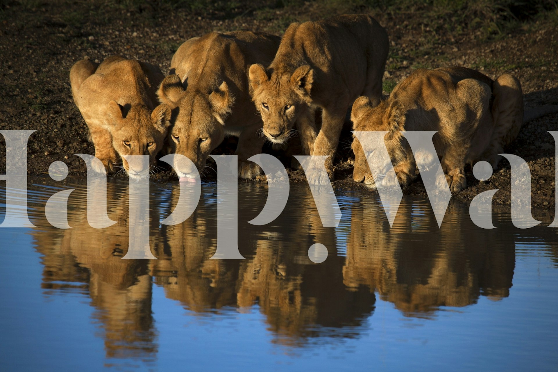 Four lions drinking from a water source with reflections, nature wallpaper