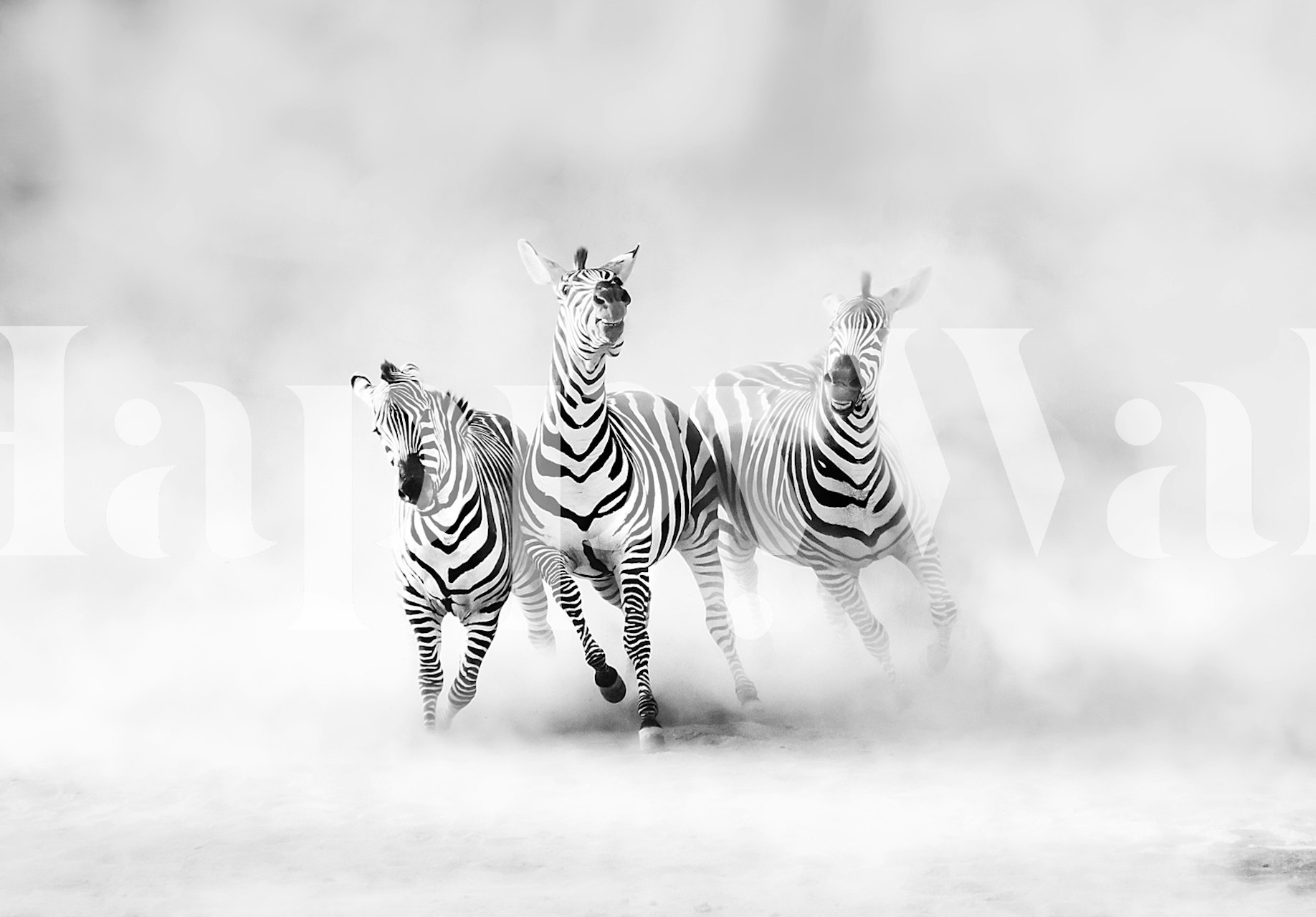 Black and white wall mural of zebras in motion
