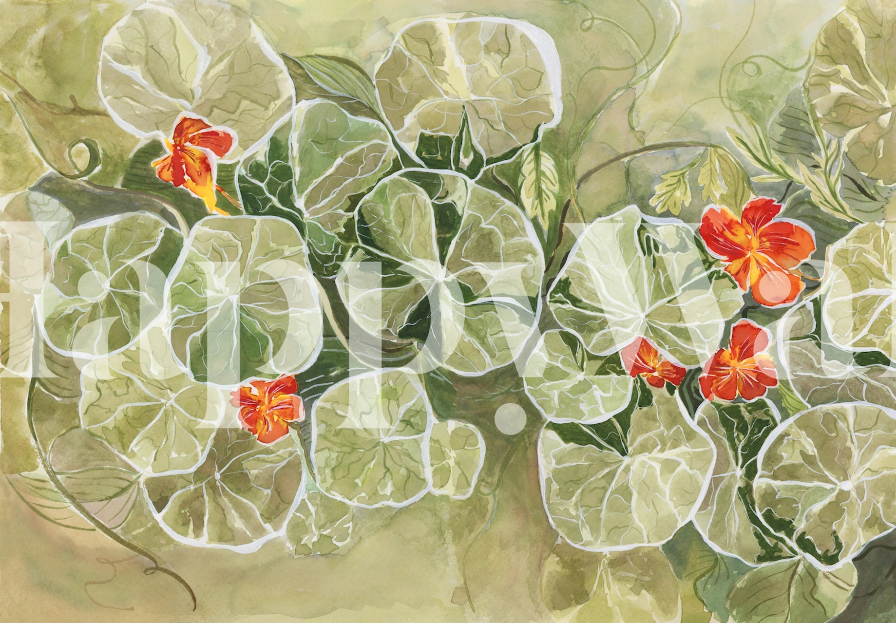 Nasturtium leaves and bright orange flowers on green background wall mural