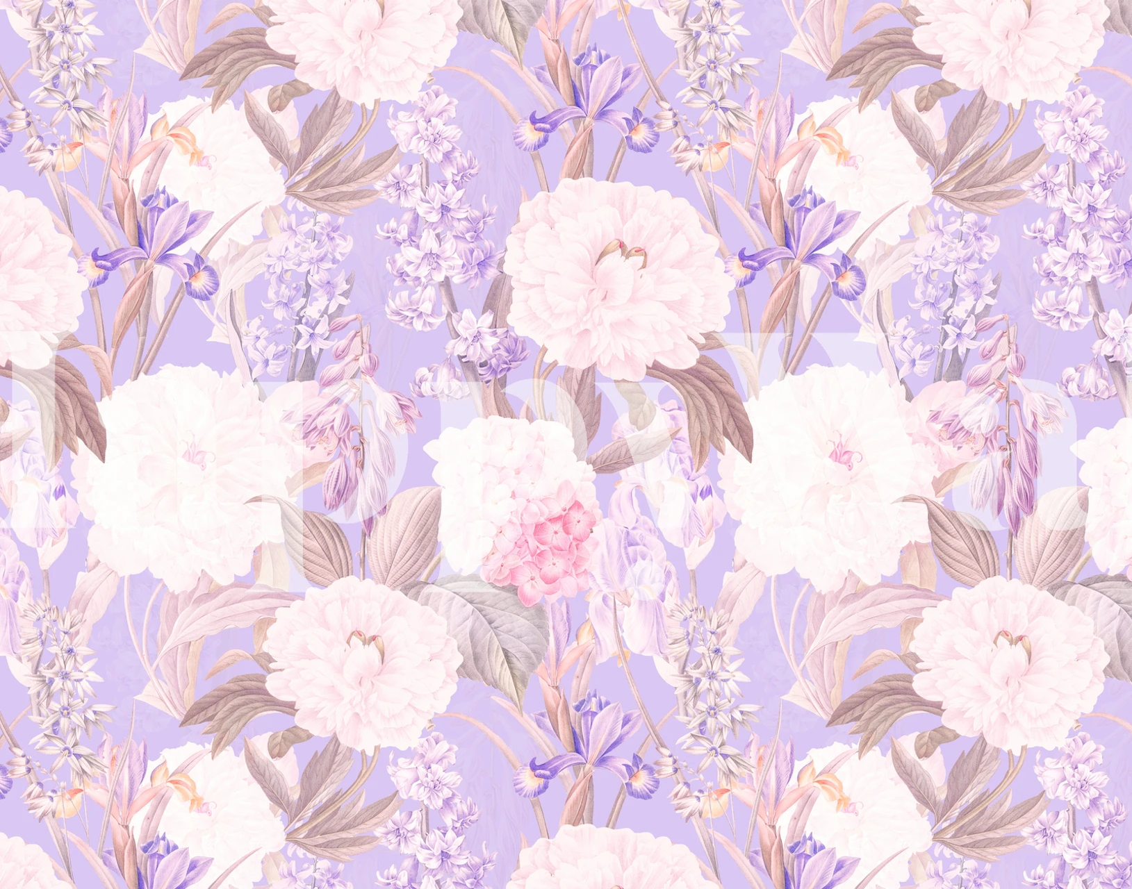 Ixia Paeonia Wandbild mit üppigen Pfingstrosen und Ixia in sanften Lilatönen