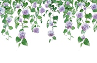 Pothos Ivy Rose Garland Dream 1 tapet