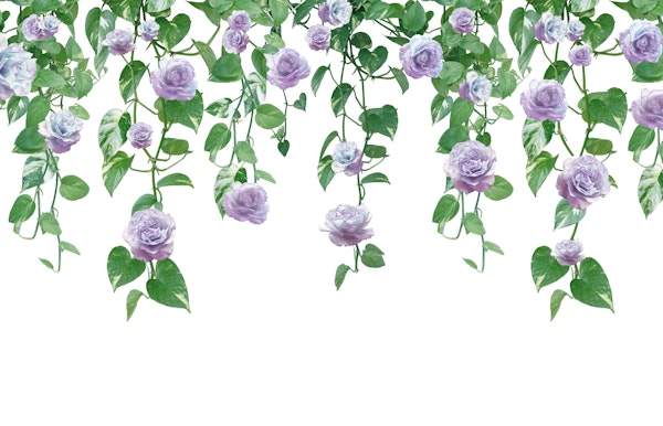 Pothos Ivy Rose Garland Dream 1