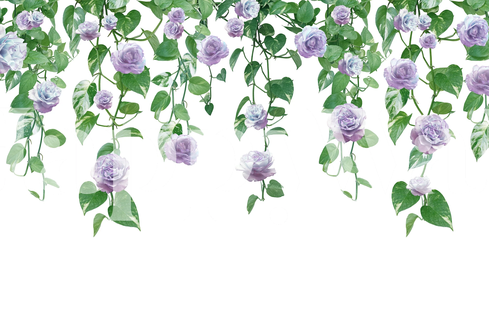 Lavender roses and green ivy leaves floral wallpaper