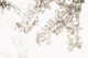 Ginkgo Leaves Dream 2