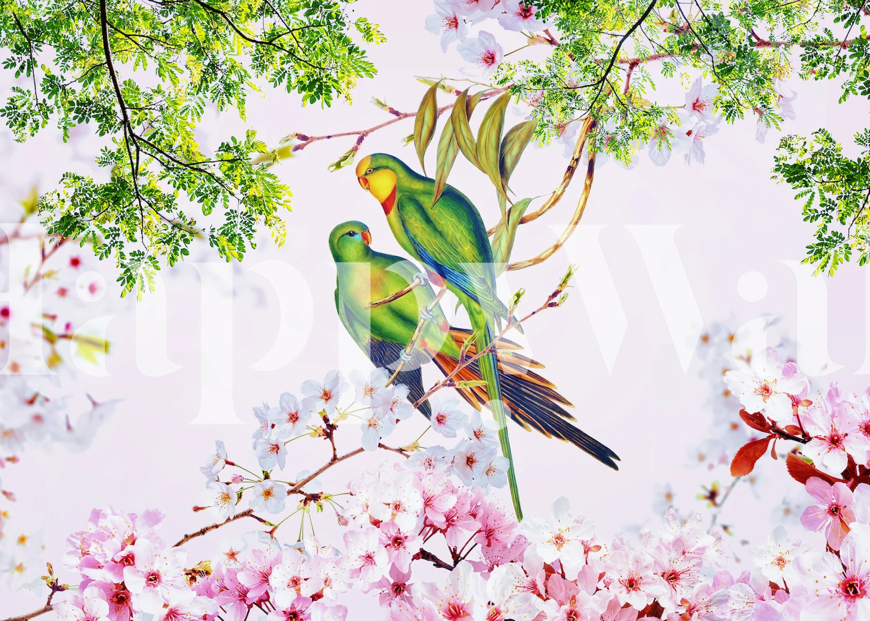 Two green parakeets perched on branches with pink cherry blossoms, floral wallpaper.