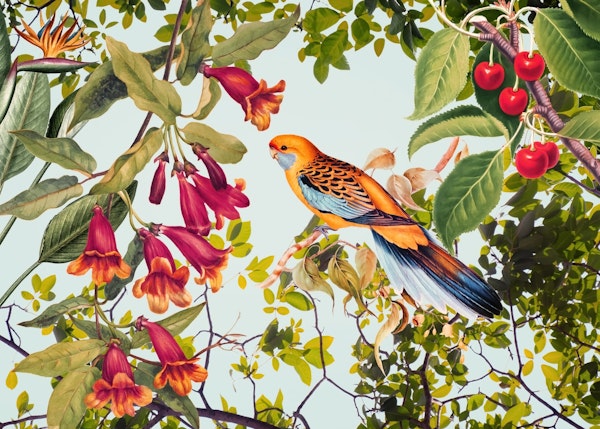 Parakeet In The Jungle