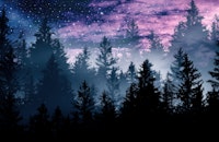 Forest Galaxy Dream 1 ταπετσαρία