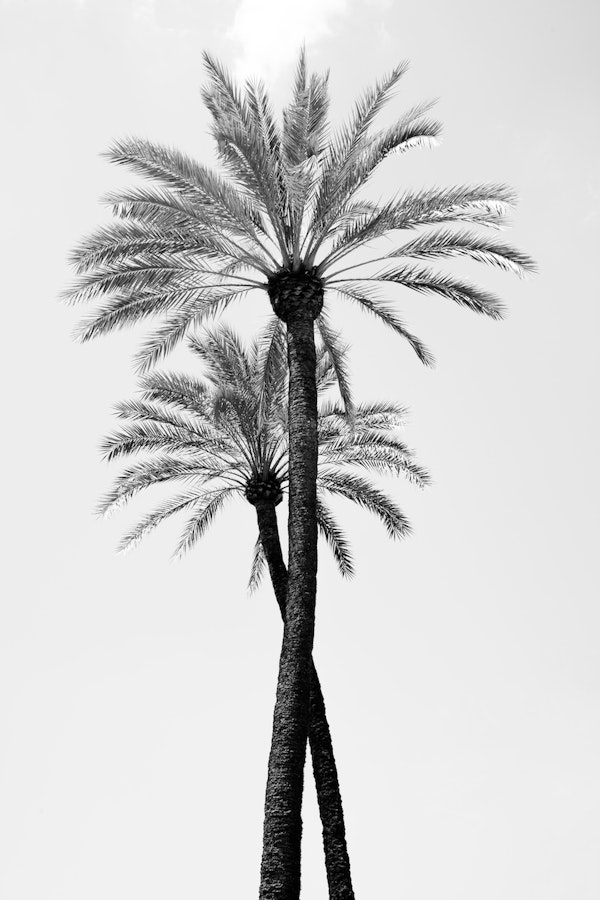 Palm Trees Beauty 9