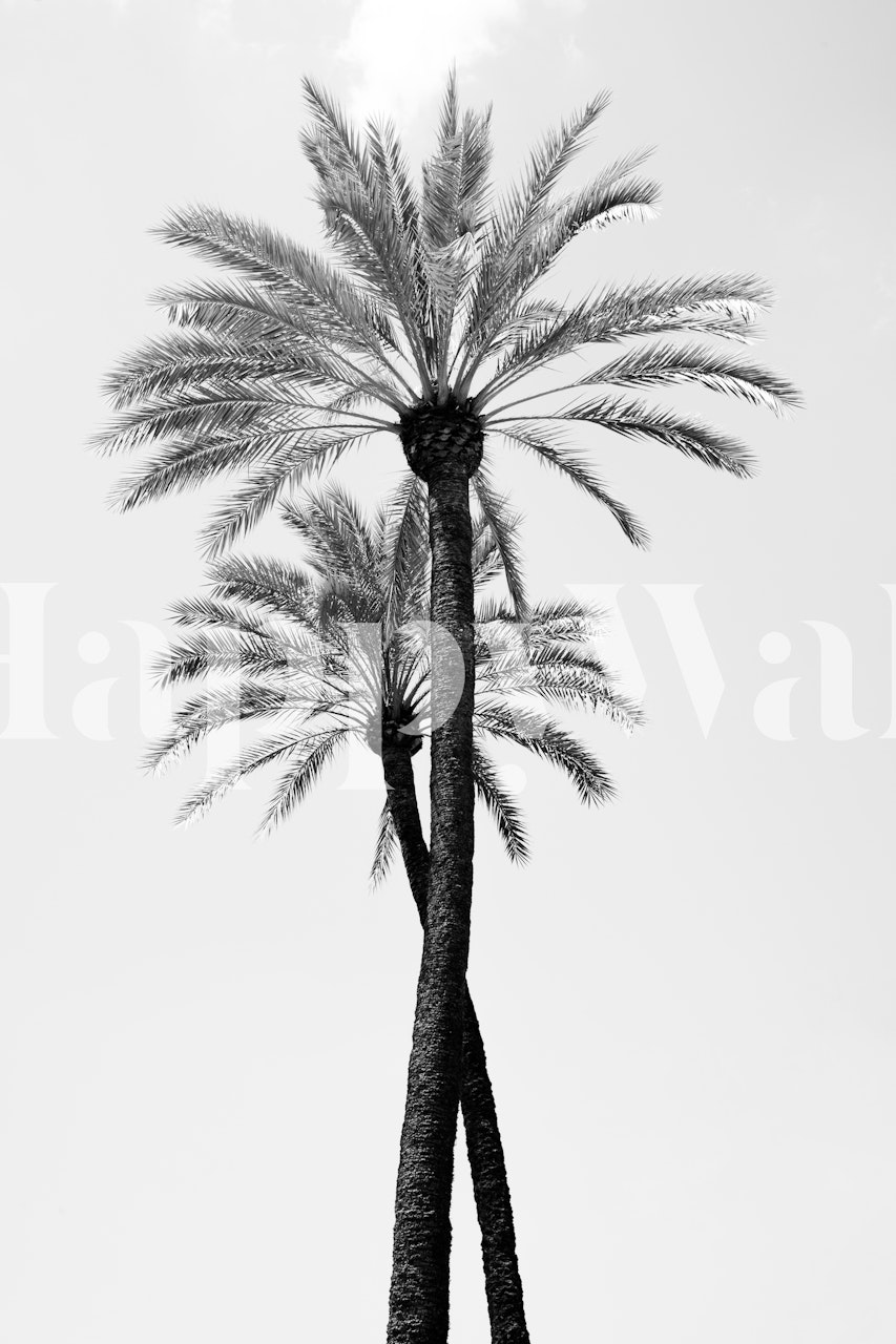 Twee palmboom silhouetten tegen een witte achtergrond zwart-wit wallpaper