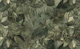 Tropical Jungle Vibe Olive Green