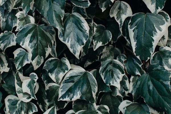 Leaves Green Ivy