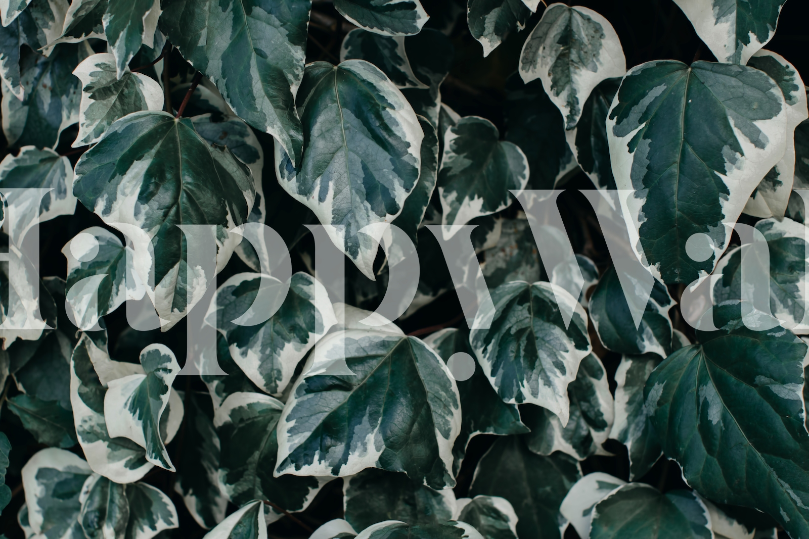 Leaves Green Ivy Wallpaper for Sale - Happywall.com