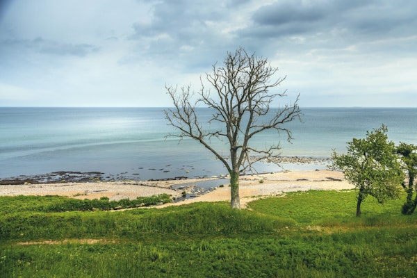 Bornholm Island Beach Impression With Tree
