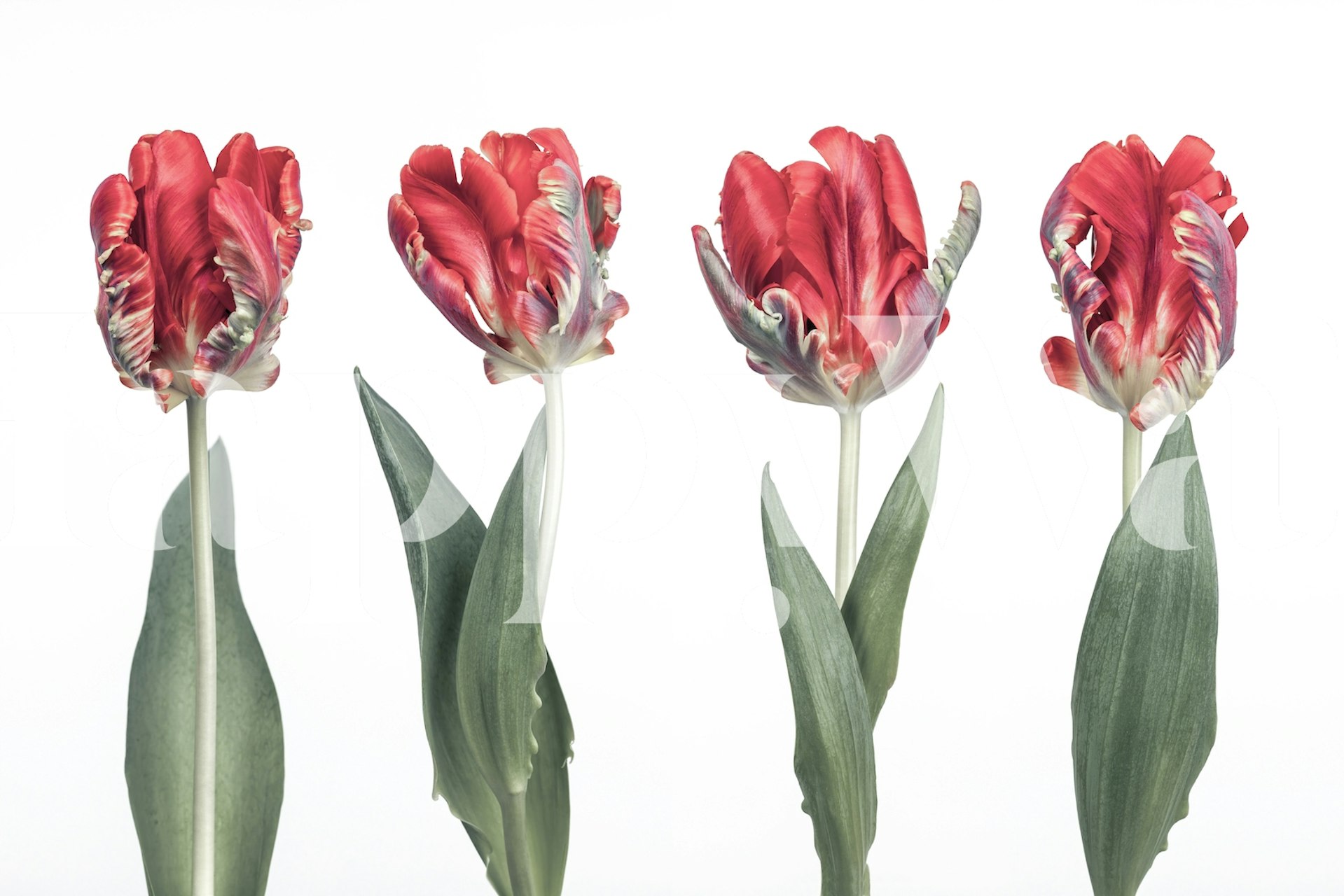 Four vibrant red tulips with green leaves wallpaper