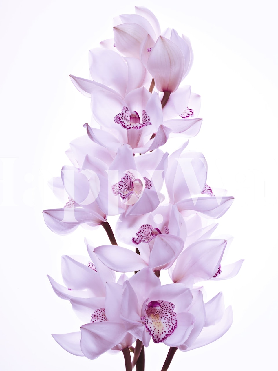 Elegant pink orchid flowers wall mural for interior decoration
