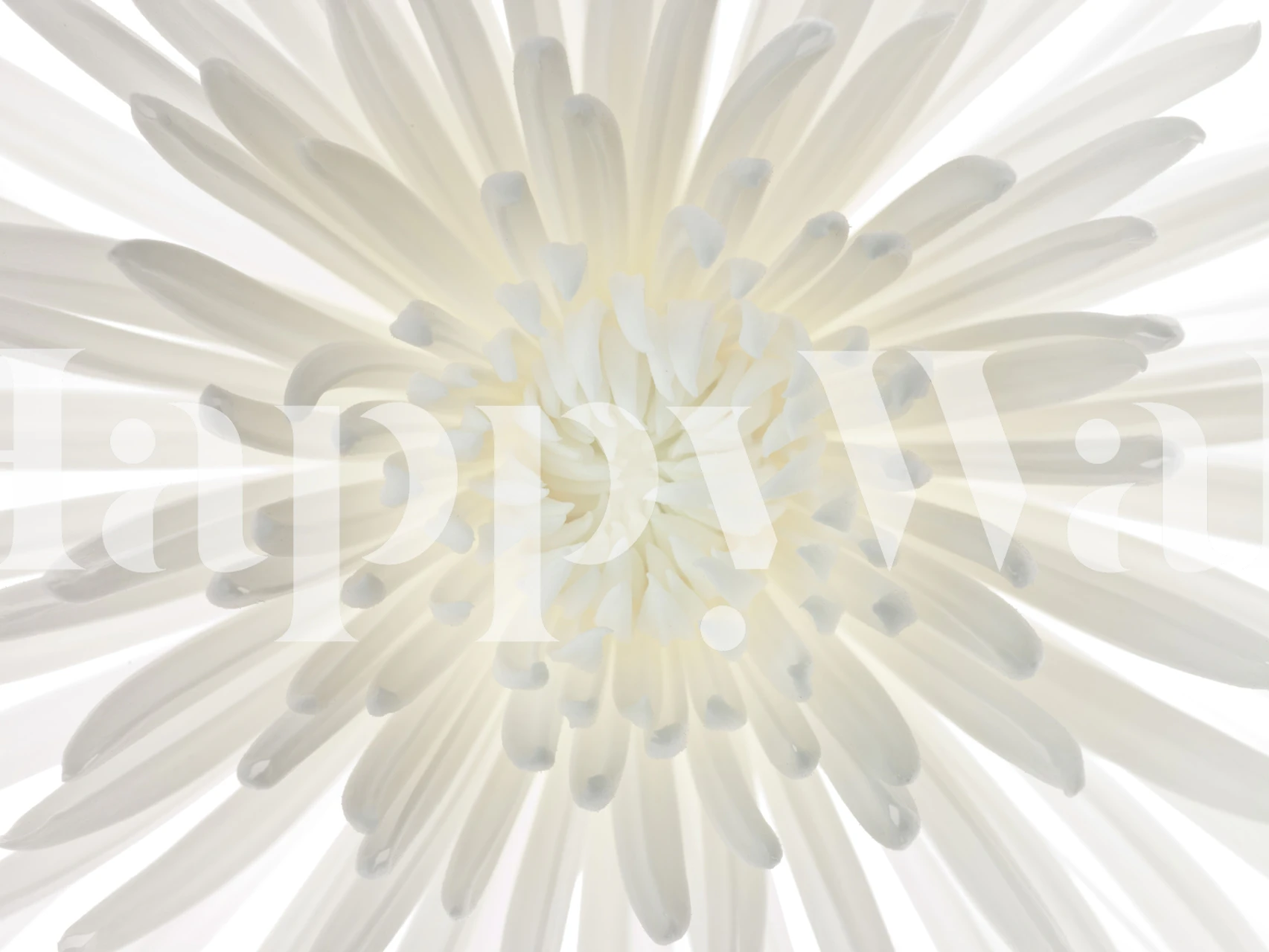 Chrysanthemums in Radiance wallpaper design