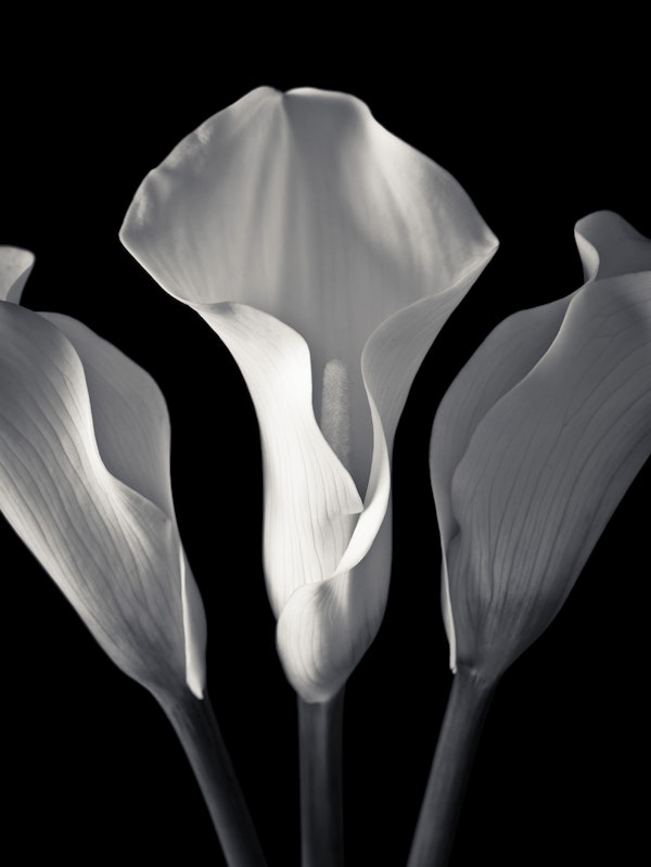 Black and White Lily Art