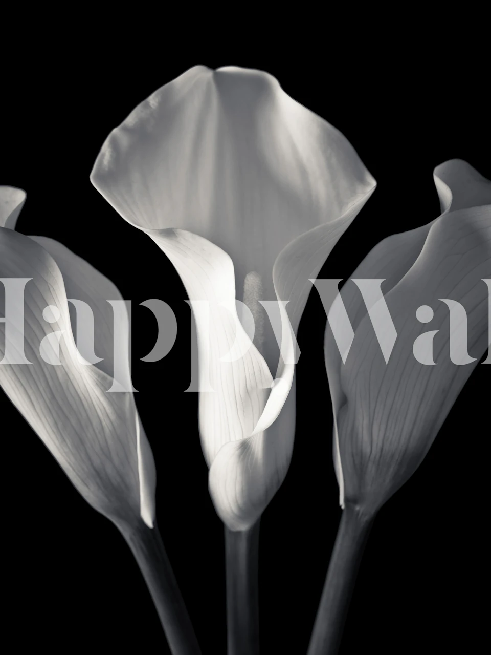 Three calla lilies in grayscale art style wallpaper