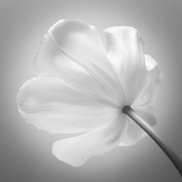 Elegant White Tulip
