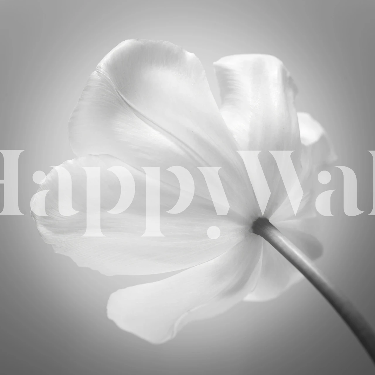 White tulip flower against a soft grey background wallpaper