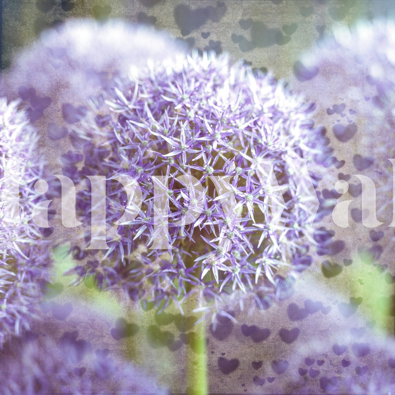 Carta da parati Alliums from the Heart in una stanza