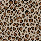 Classic Leopard Pattern