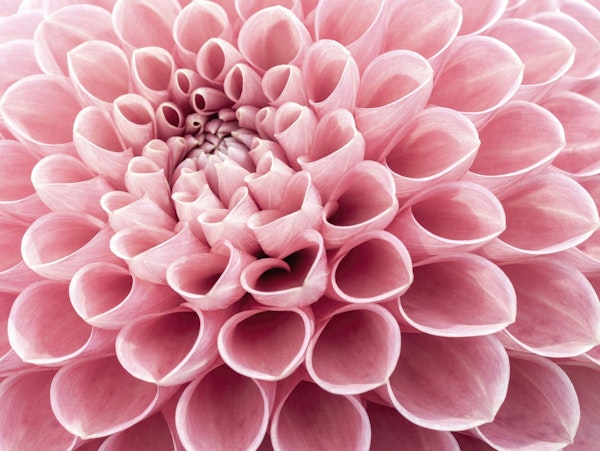 Intricate Petals