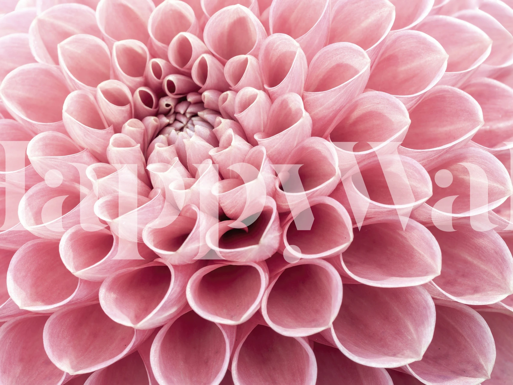 Close-up of a pink floral abstract design wallpaper