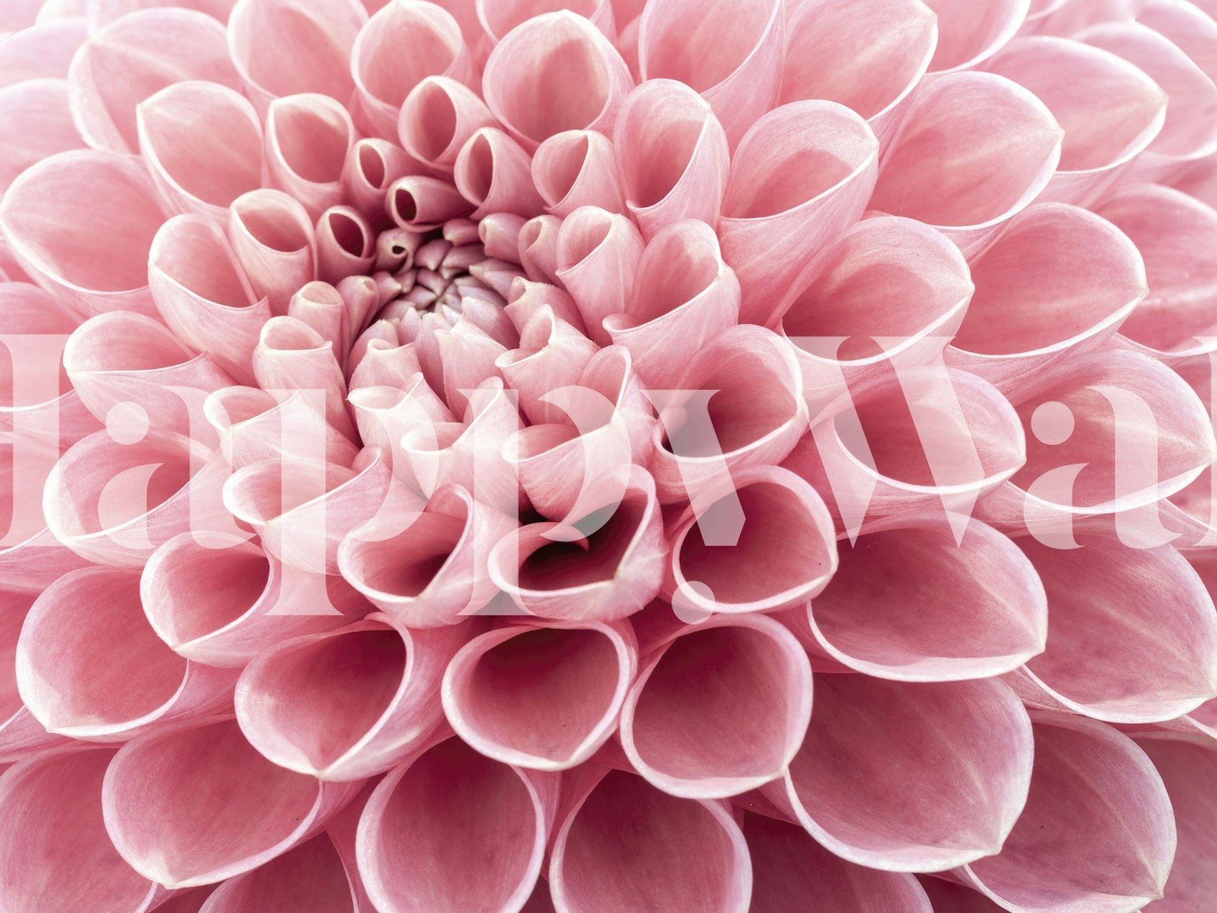 Close-up of a pink floral abstract design wallpaper
