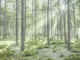 Forest Sunburst