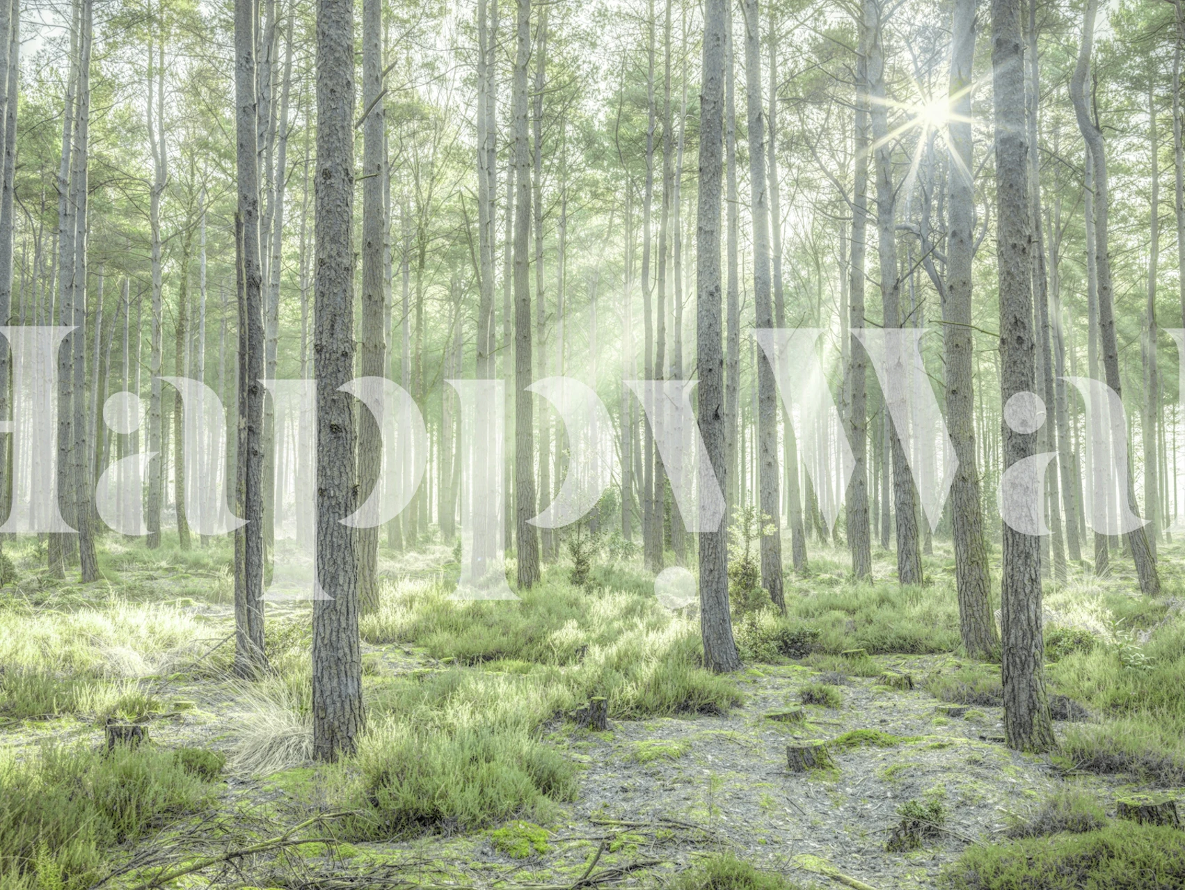 Forest Sunburst wallpaper in a room