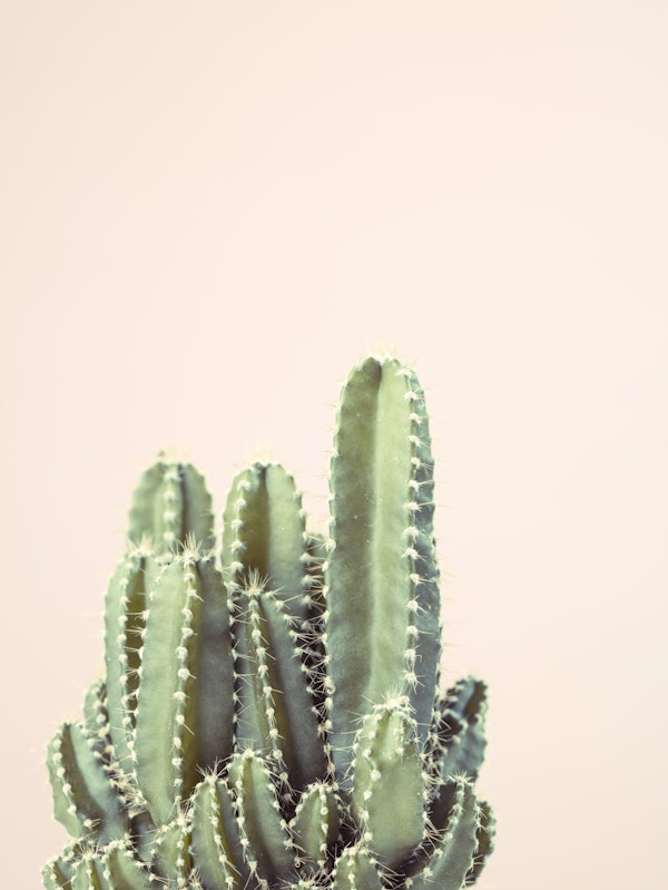 Cacti in Pink