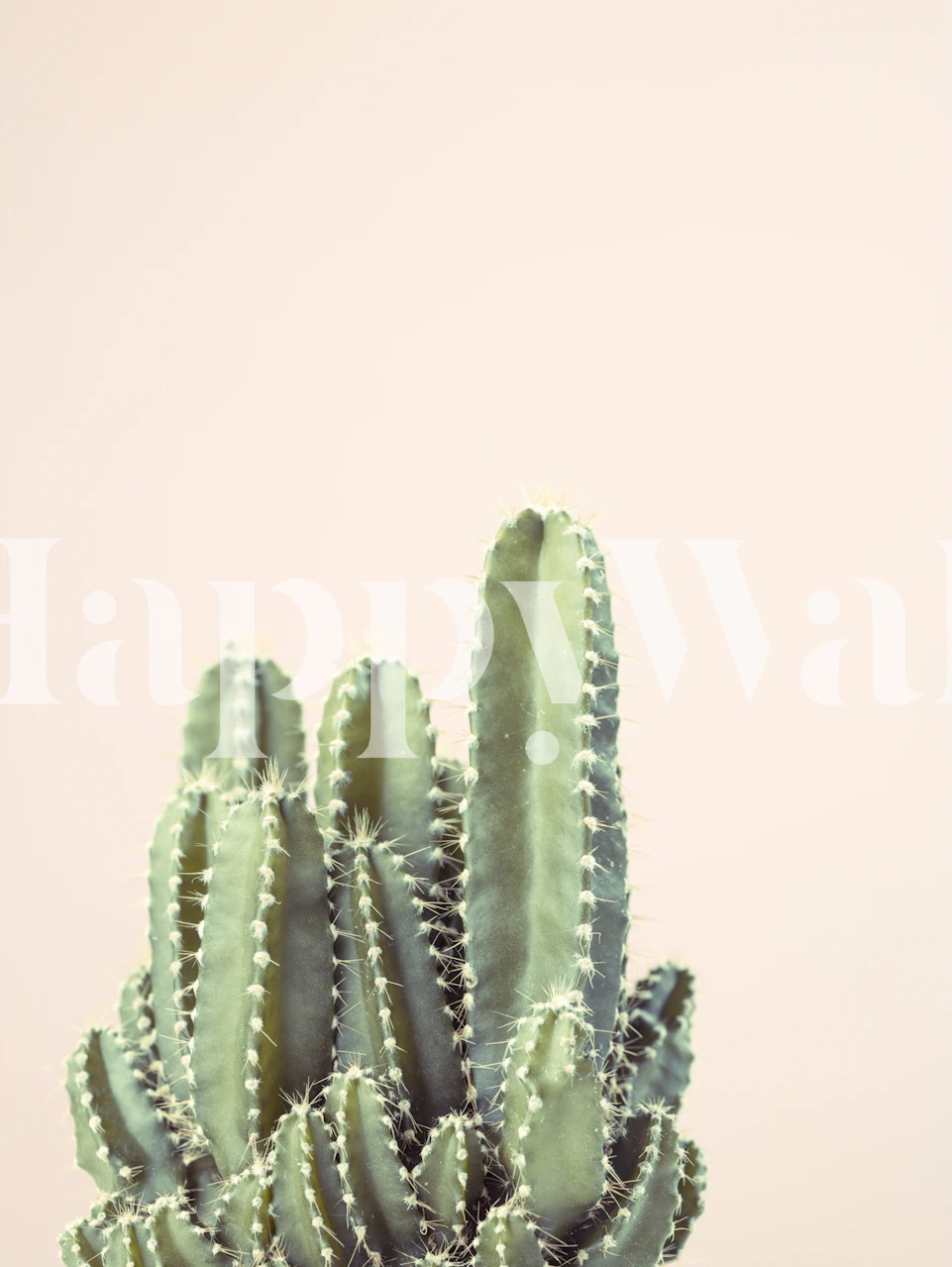 Cacti in Pink tapetdesign