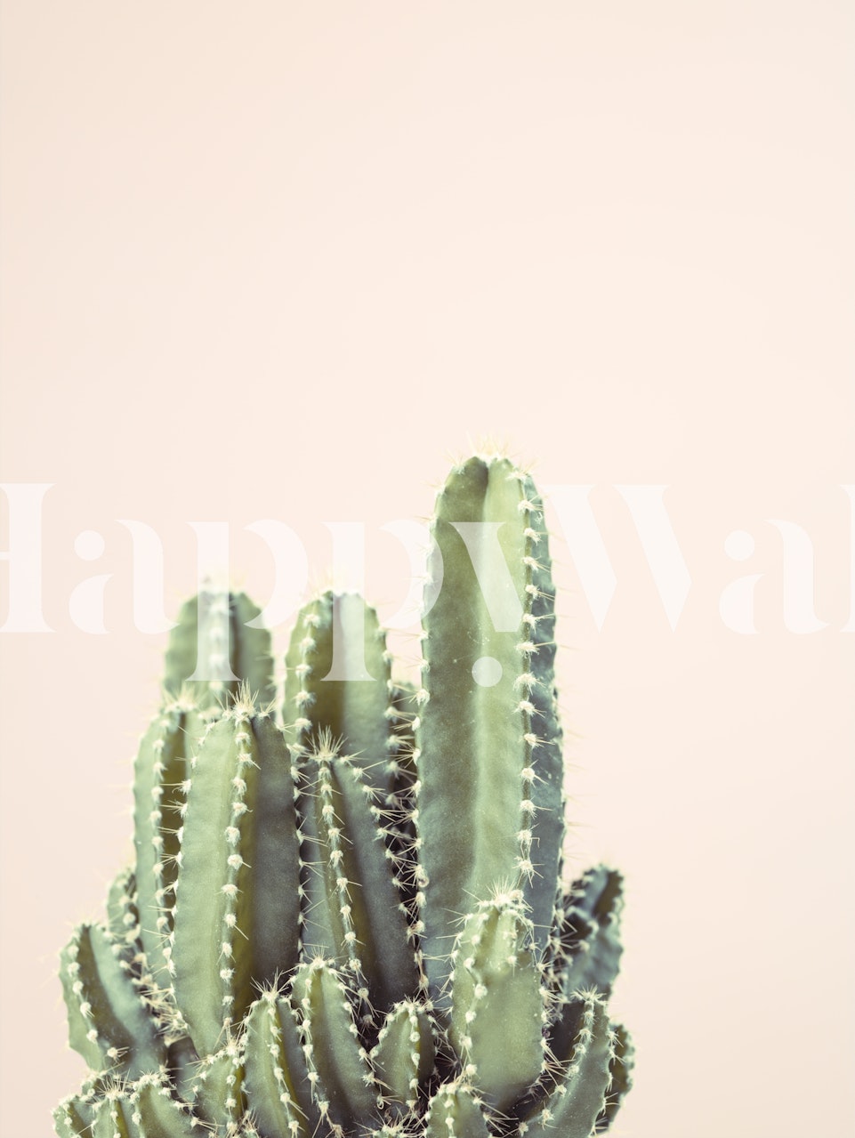 Cacti in Pink dizajn tapeta