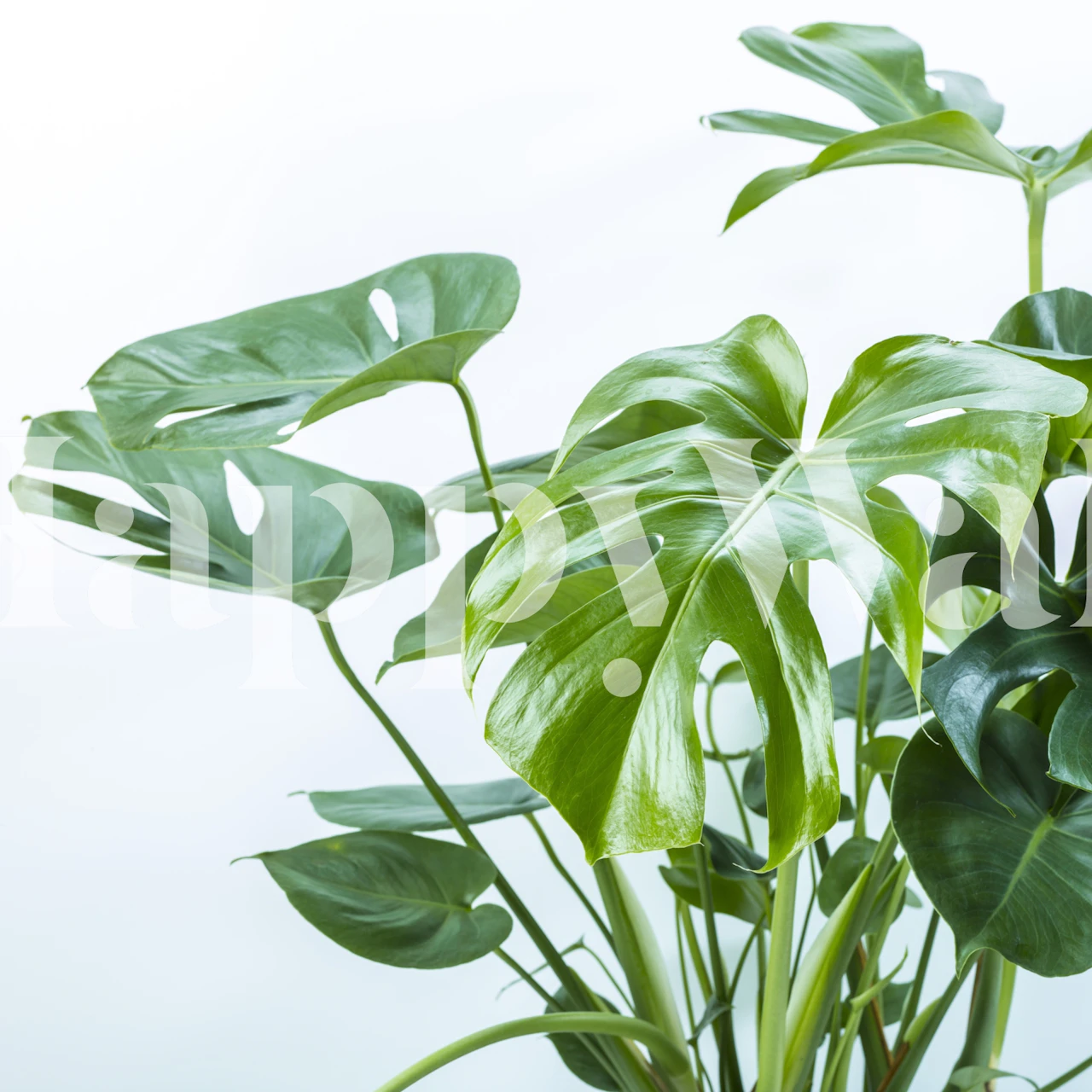 Botanical Elegance wallpaper in a room