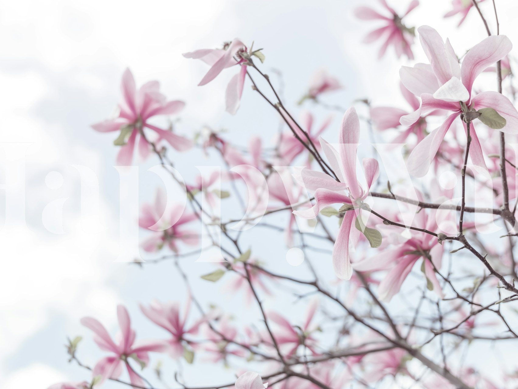 Pink magnolia blossoms with green leaves on branches wallpaper