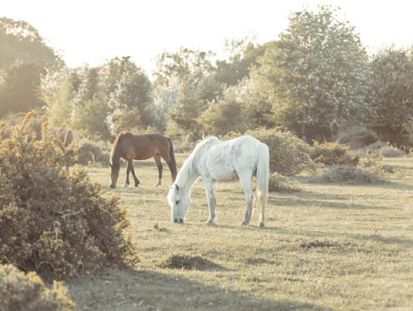 Grazing Horses