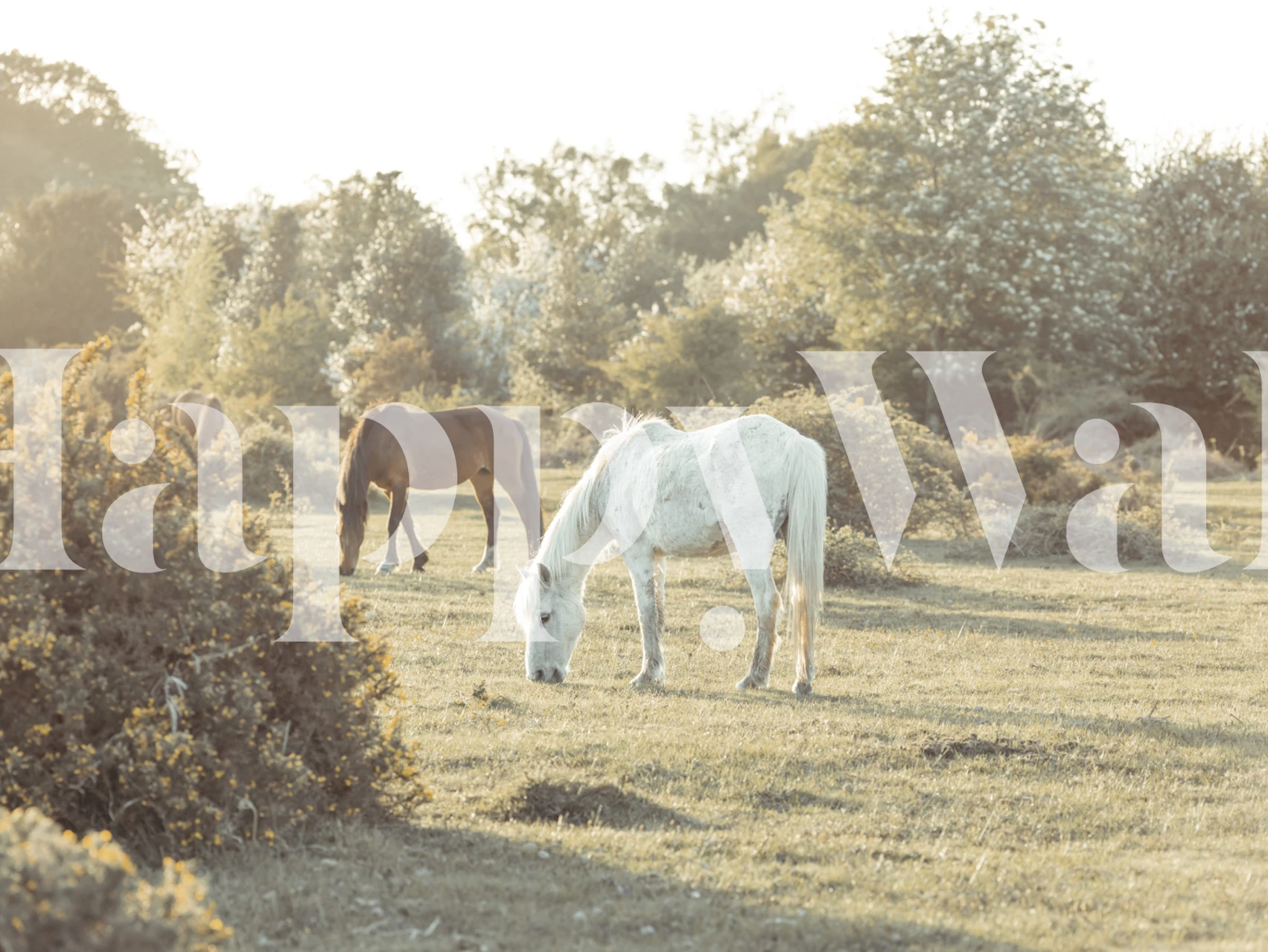 Grazing white and brown horses in sunlit grassland wallpaper