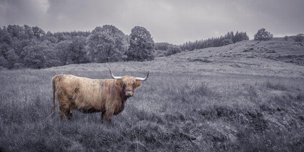 Majestic Highland Cow