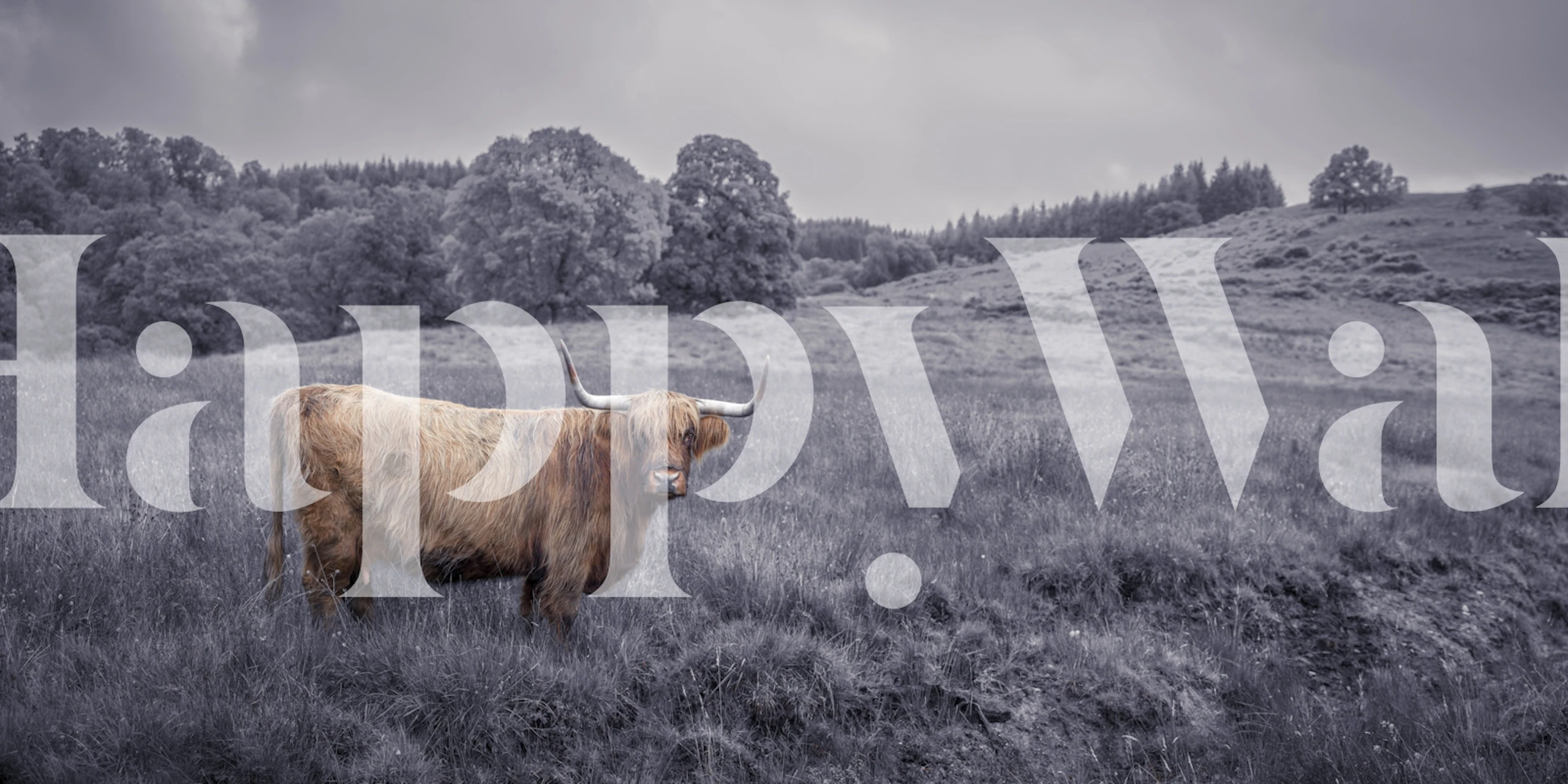 Tapeta Majestic Highland Cow u sobi