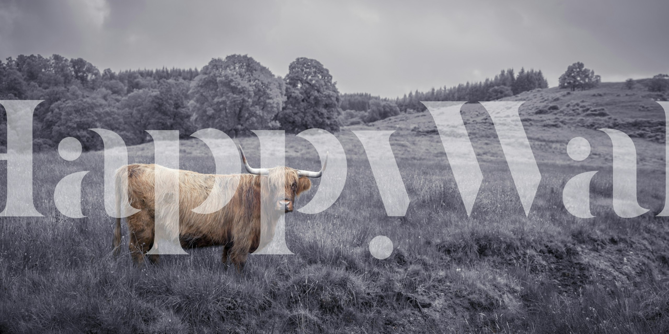 Majestic Highland cow wallpaper in a room