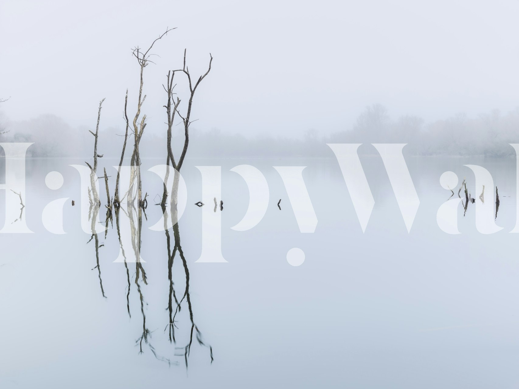 Dried twigs reflected in calm waters wallpaper