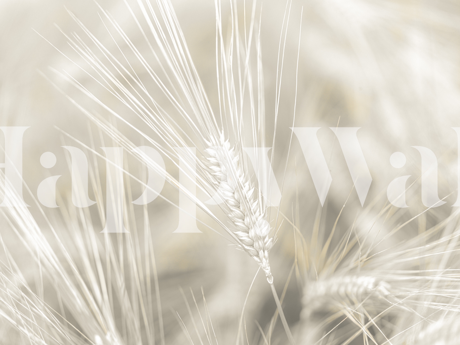Neutral Wheat Textured Wallpaper for Modern Decor