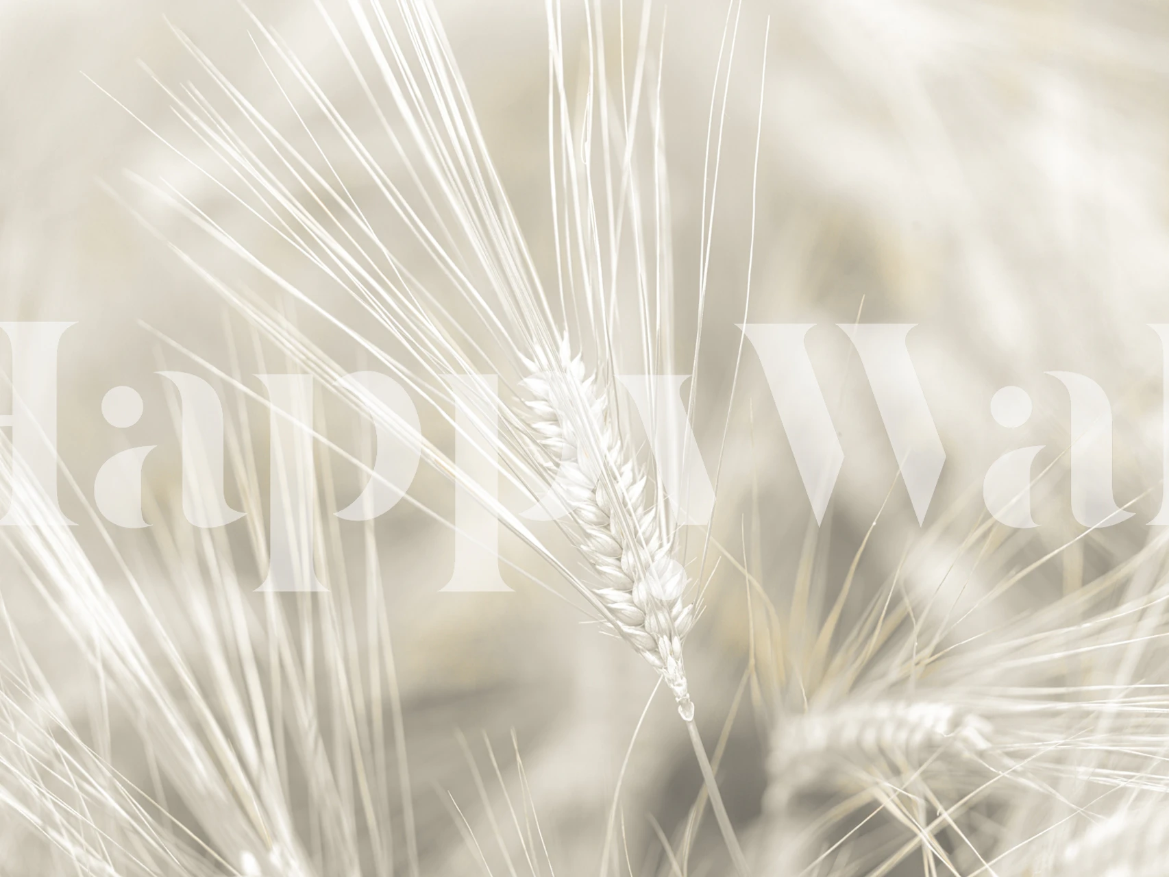 Wheat stalks in soft beige and white tones wallpaper